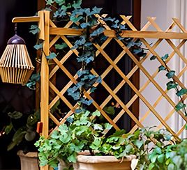 Fixation des plantes