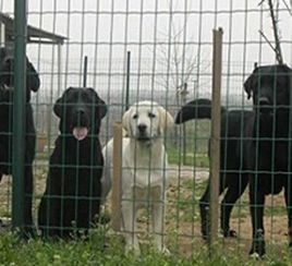 Clôture pour animaux de compagnie