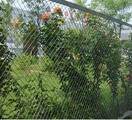 Protection de plantation
