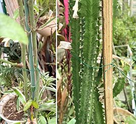 Fixation des plantes