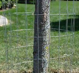 protection des arbres